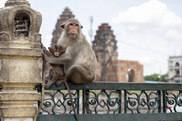Maymun anne ve bebek maymun Lopburi şehrinin çitlerinde oturuyorlar.
