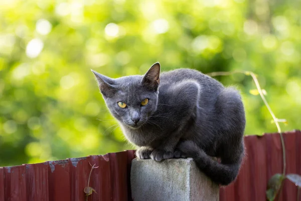 Korat Kot Szary Kot Siedzi Płocie — Zdjęcie stockowe
