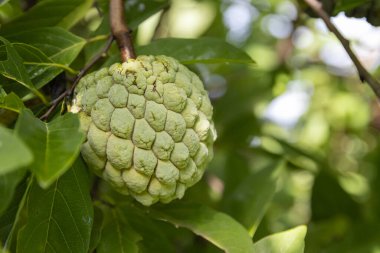 Şeker elması (muhallebi elması, annona, tatlı sop) ağaçta