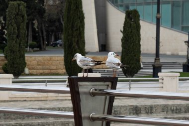 martıları korkuluk ağaçlar, evlerin arka plan üzerinde üzerinde