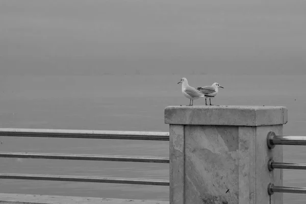 Mouettes debout sur la rampe de clôture sur le fond de la mer — Photo