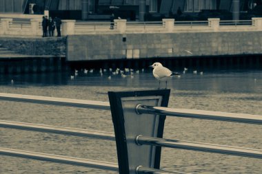  arka plan binalar ve retro tarzı waterfront üzerinde martı duruyor