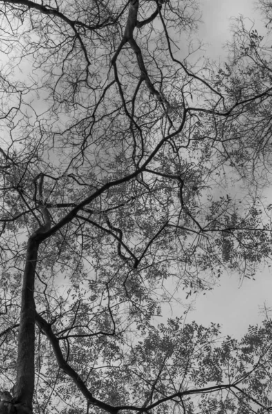 Géométrie branches d'arbres secs sur le fond du ciel — Photo