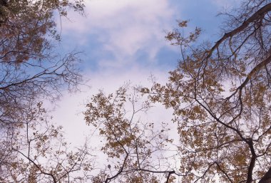 sarı yaprakları ve dalları arka planda bulutlar gökyüzü