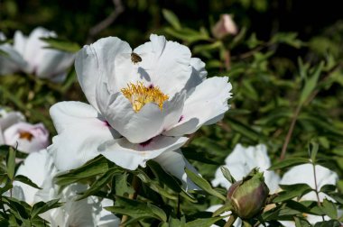 arı polen üzerinde beyaz şakayık çiçeği bahçe ile