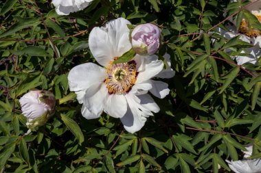 Öğlen bahçede tomurcukları ile beyaz şakayık