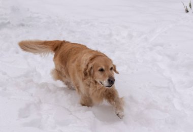 Kış parkta bir yürüyüş üzerinde altın geri almak
