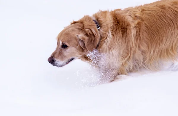 Golden retriever op een wandeling in de winter park — Stockfoto