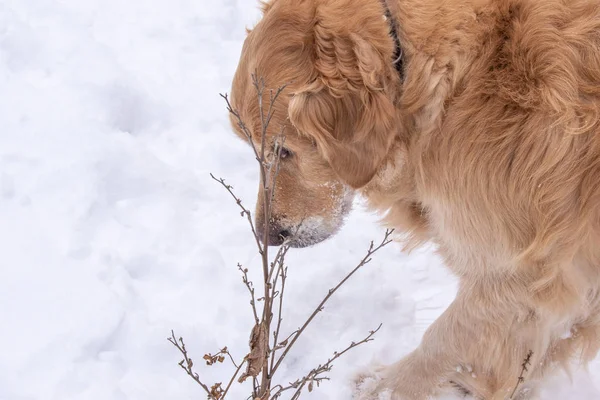 Golden Retriever Una Passeggiata Nel Parco Invernale Senza Amici — Foto Stock