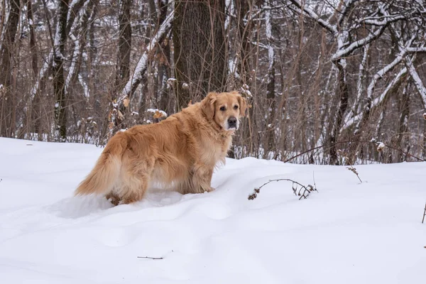 Golden retriever durante una passeggiata nel parco invernale — Foto Stock