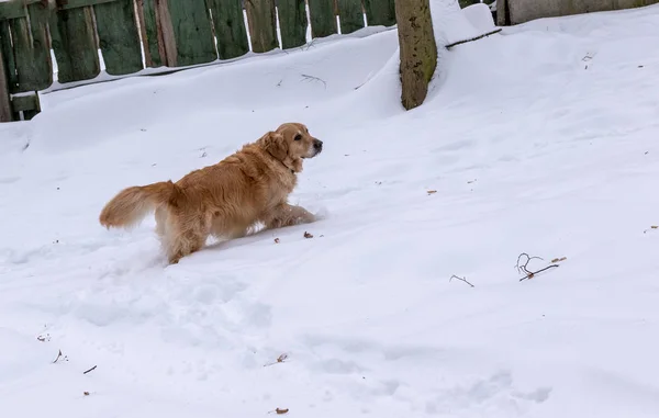Golden retriever lors d'une promenade dans le parc d'hiver — Photo