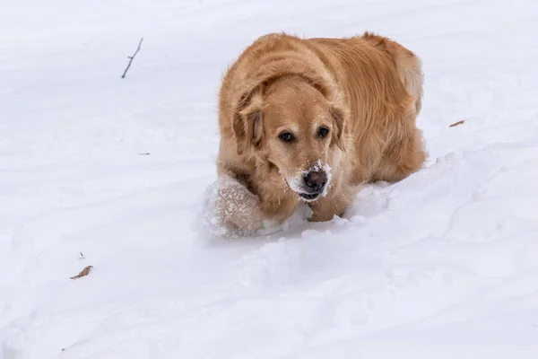 Golden retriever lors d'une promenade dans le parc d'hiver — Photo