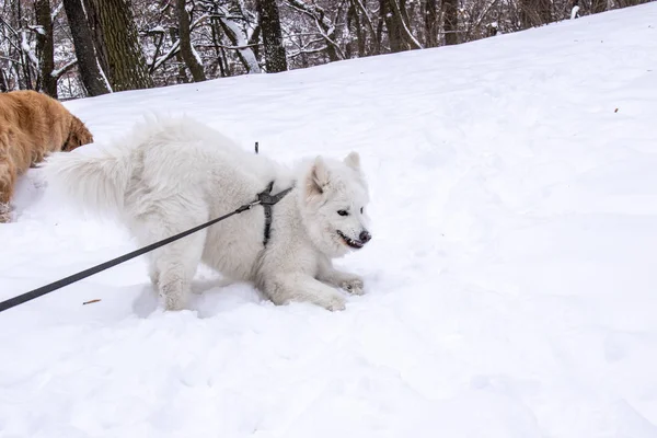 Cane samoyed bianco che gioca nel parco — Foto Stock