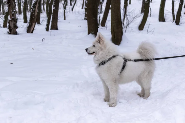 Cane samoyed bianco per una passeggiata e in attesa di amici — Foto Stock