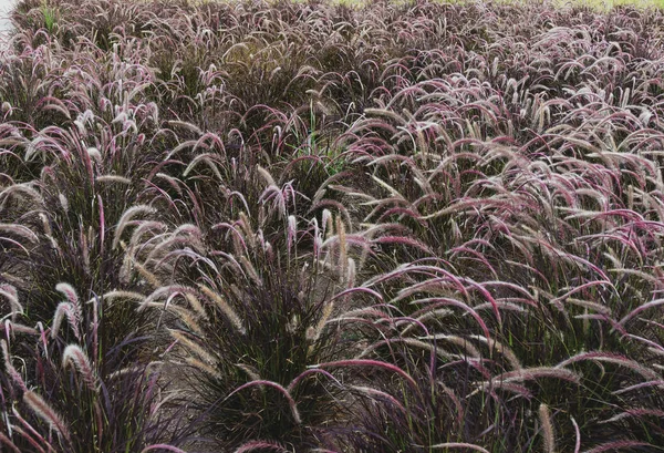 Spikelet field of pennisetum in different shades of green — Stock Photo, Image