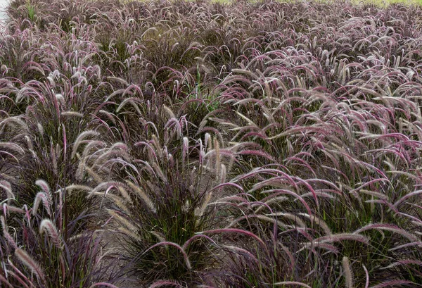 Attractive Field Spikelets Pennisetum Different Shades Green Sunset — Stock Photo, Image