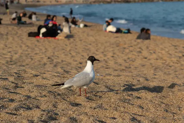 Mouette sur la plage sur le fond sable, mer — Photo