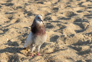 ayakta güvercin plaj ve kum
