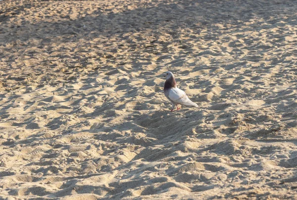 Colombe sur le fond plage et sable — Photo