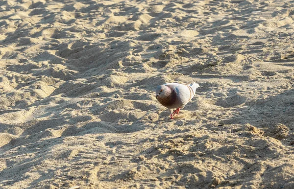 Colombe sur le fond plage et sable — Photo