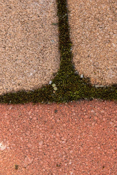 Kaldırım döşeme arasında arka planda Moss ve yeşil otlar — Stok fotoğraf