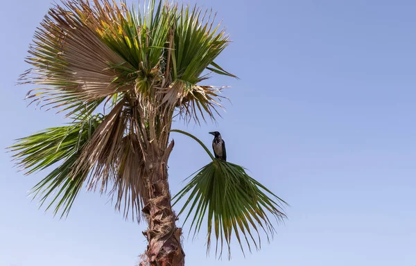 Black crow on the green branch of a dry palm tree on sunny day — Stock Photo, Image