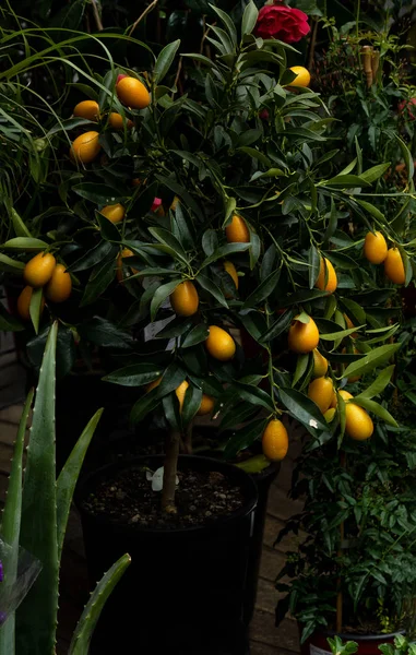 Kinkan, kumquat, fortunella en un árbol en una floristería — Foto de Stock