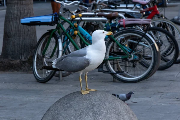 Retrato de uma gaivota solitária na cidade na praça — Fotografia de Stock