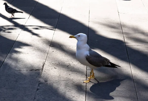 Retrato de uma gaivota solitária na cidade na praça — Fotografia de Stock