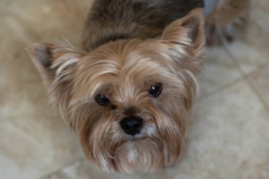 yorkshire terrier üst görünüm portresi