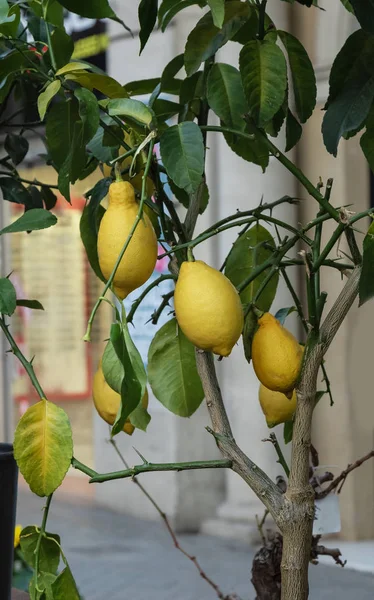 Fruta de limón en el árbol en el fondo del edificio de la calle — Foto de Stock