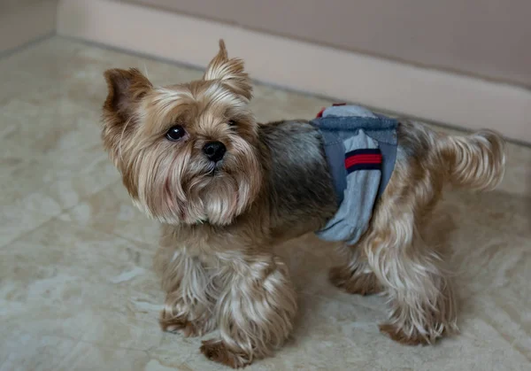 Closeup portrait of a yorkshire terrier in a hygienic belt, clothes on the floor — Stock Photo, Image