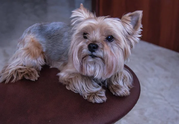 椅子上的金色约克郡猎犬的肖像 — 图库照片