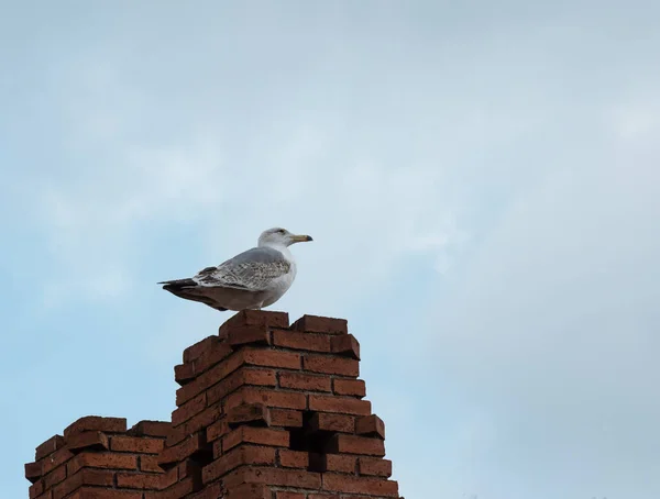 Solitude Fier Mouette Dresse Sur Toit Brique Sur Fond Ciel — Photo