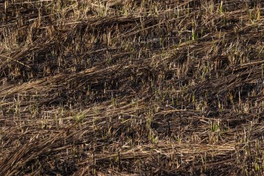 insanlar, nesneler ve hayvanlar olmadan yeni taze yeşil çim ile yanmış çim bir alan parçası