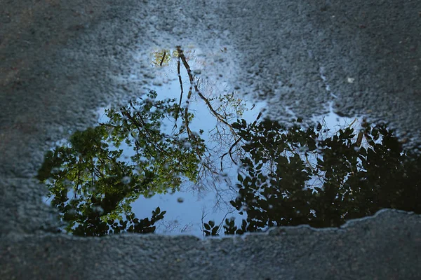 Reflejo Natural Del Fondo Ramas Hojas Árboles Charco Sobre Pavimento —  Fotos de Stock