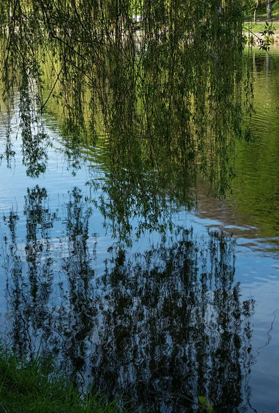 Fondo Natural Reflejo Ramas Sauce Cielo Estanque Lago Fondo Del —  Fotos de Stock