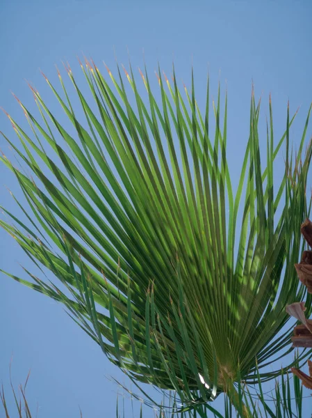 绿棕榈枝与叶子 在蓝天的背景在中午树皮 — 图库照片