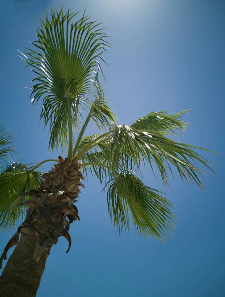 Topo Uma Palmeira Com Folhas Verdes Nos Raios Sol Contra — Fotografia de Stock