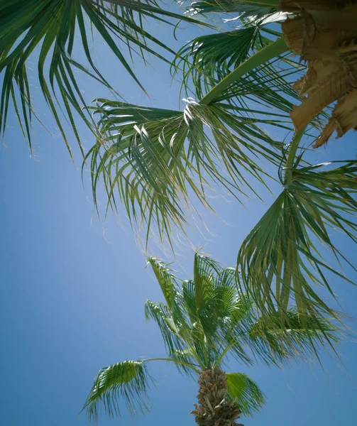 Природа Задний План Пальма Вид Снизу Ветви Верхушка Ветвей Зеленые — стоковое фото