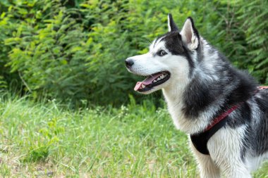 Yeşil çalılar ve çim arka planda açık ağız ile Sibirya Husky portre