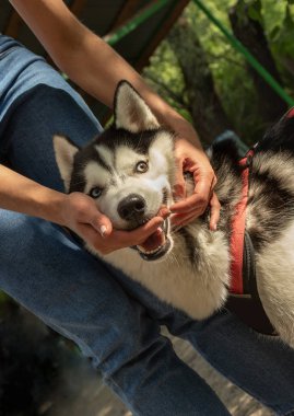 sahibinin elleriyle Sibirya Husky ağız, doğanın arka planda köpek işleyicisi