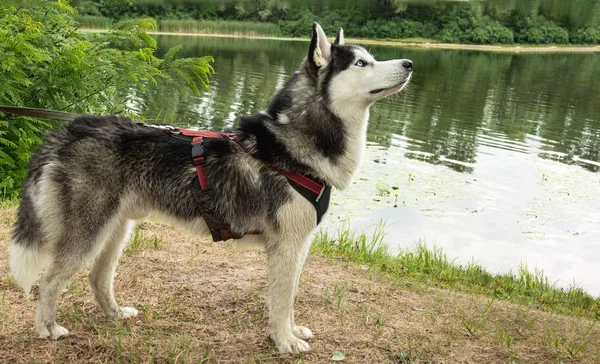 Köpek Eğitimi Nehrin Arka Planda Sibirya Husky Komutları Yürütür — Stok fotoğraf