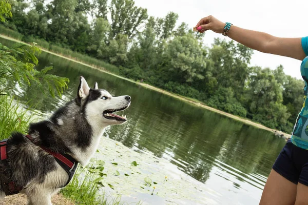 Siberian Husky in class with a dog handler on the background of the river performs commands