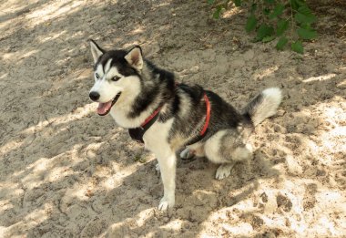 gölgede açık bir ağız ile kum üzerinde oturan genç bir erkek Sibirya husky portresi