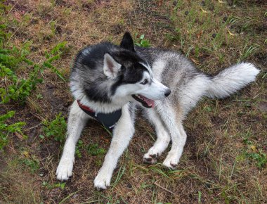 yorgun genç Sibirya husky kuru çim üzerinde istirahat