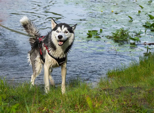 Sibirya Husky Gözleri Farklı Renklerde Yüzdükten Sonra Arka Planda Sprey — Stok fotoğraf