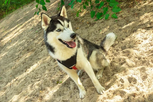 Siberian Husky is waiting for dog handler sitting on  sand with his mouth open in  shade