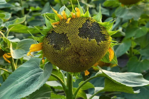 Semillas Girasol Maduradas Una Inflorescencia Campo Sobre Fondo Hojas — Foto de Stock