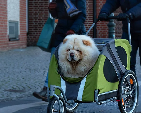 köpekler için bebek arabaları, evcil hayvanlarla yürümek ve yürümek için çevre dostu ulaşım